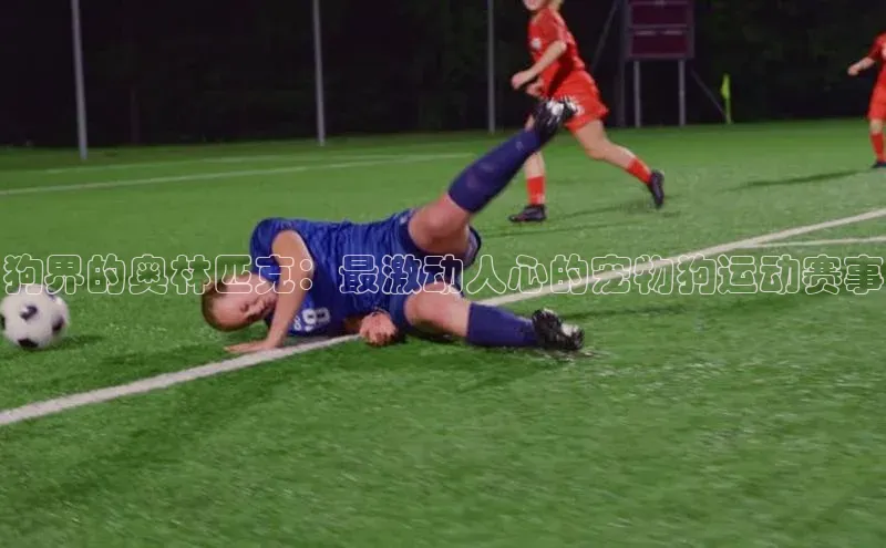 狗界的奥林匹克：最激动人心的宠物狗运动赛事